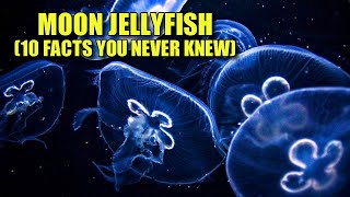 Moon Jellyfish 🌙 (10 FACTS You NEVER KNEW)