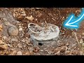 What we discovered buried shocked the whole world  strange treasure hunt by metal detector 