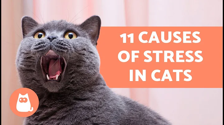 11 Causes of Stress in Cats - DayDayNews