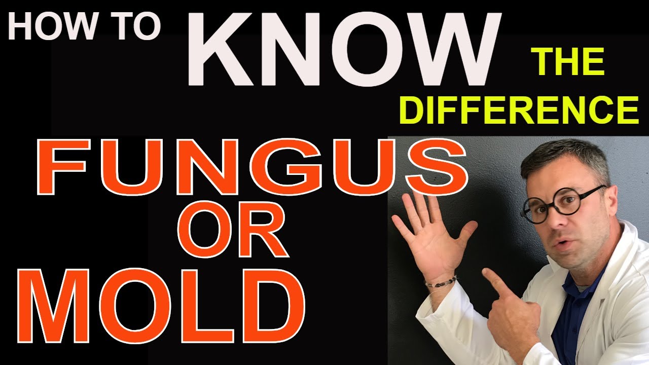 Fungus Or Mold Whats The Difference YouTube fungus-or-mold-whats-the-difference-youtube