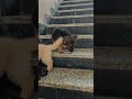 45 days gsd puppy stairs climbing #gsds