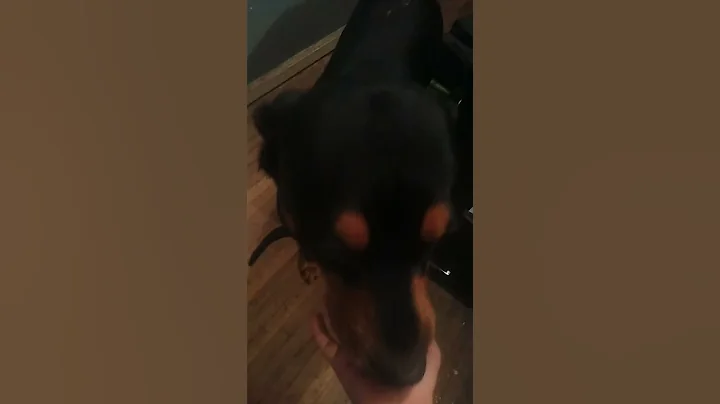 my dog
