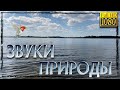 Расслабляющие звуки реки. Релакс и отдых. HD 1080p