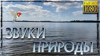 Звуки природы, водоема для релаксации и отдыха. HD 1080p