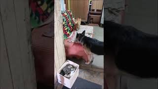 Respect #shorts #dogs respect #cat respect #кошки #собаки #пёс #russia #dog #cat #chat #cute  #котик