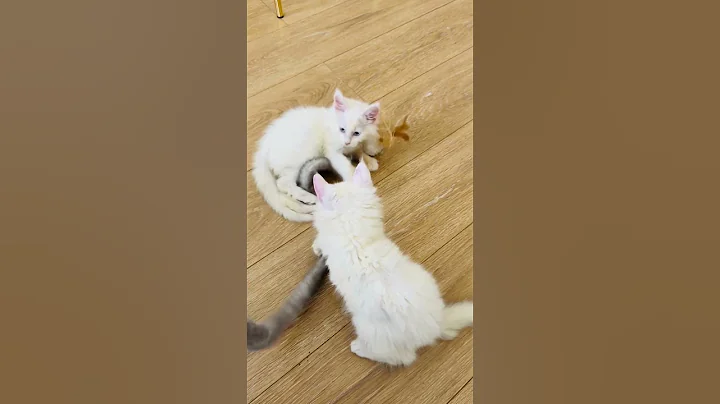 Watch the video about Baby kittens playing #mainecoon