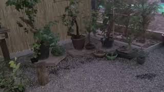 Bonsai Way Garden открыт!