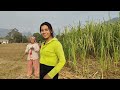 तुम्लिङटारको उखु मिठो#highlights#minivlog #sankhuwasabha #tumling #nepali 
