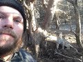 TRAPPING  BOBCAT  "USING A DIRT HOLE SET"