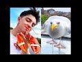 I Caught A Lobster For My Pet Seagull!