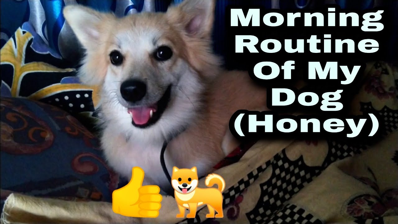 Morning Routine Of My Dog | Dog's Life | Funny Dog Video - YouTube