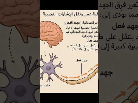 لماذا المخ هلامي