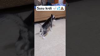 Life with husky puppy Ep.10 #shorts #pushpa