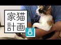 野良猫だったはずだけど、どう見てもすでに家猫のミケ┆保護5日目【 #のらねこ家猫化計画 ⑧ 】