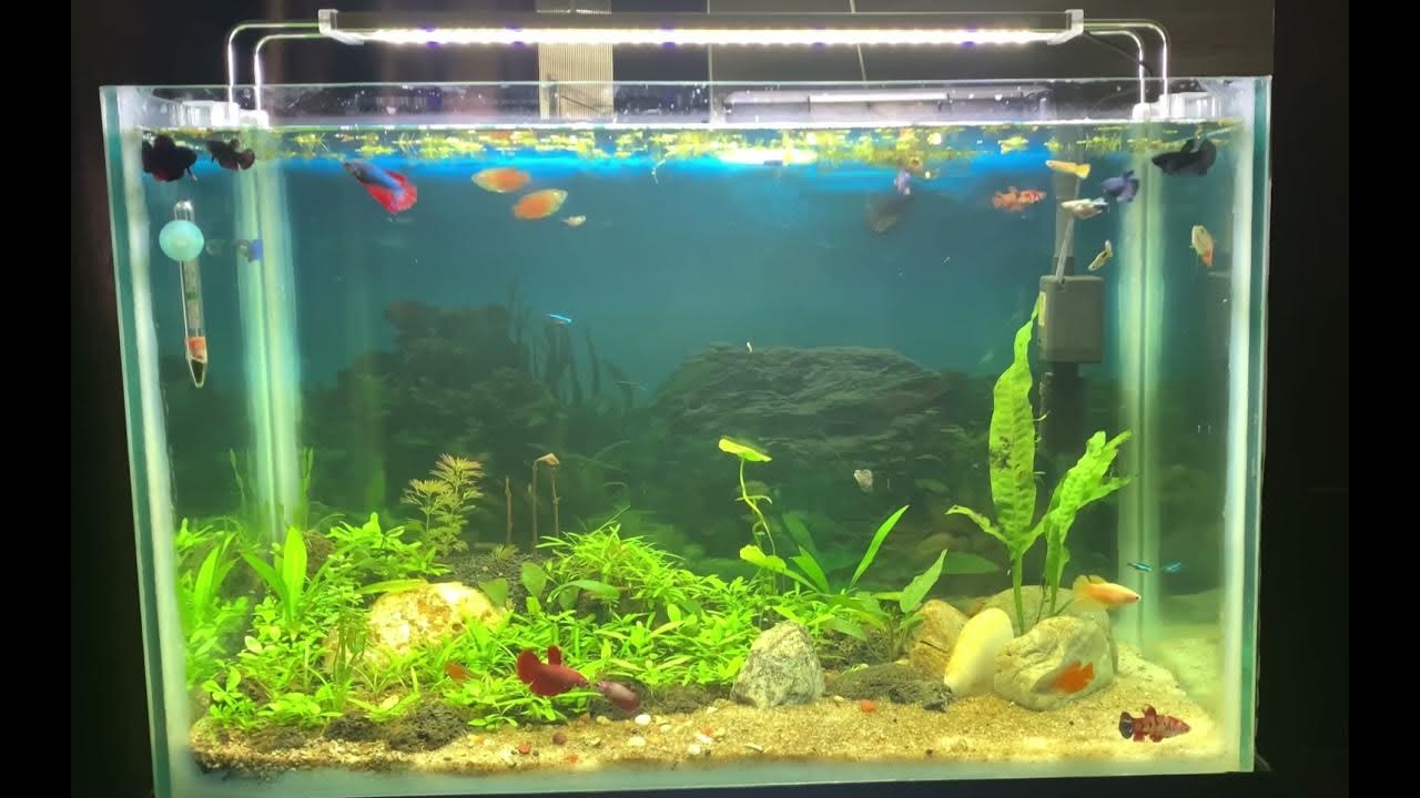 Best female betta sorority tank peaceful bettas guppys flame gorami and