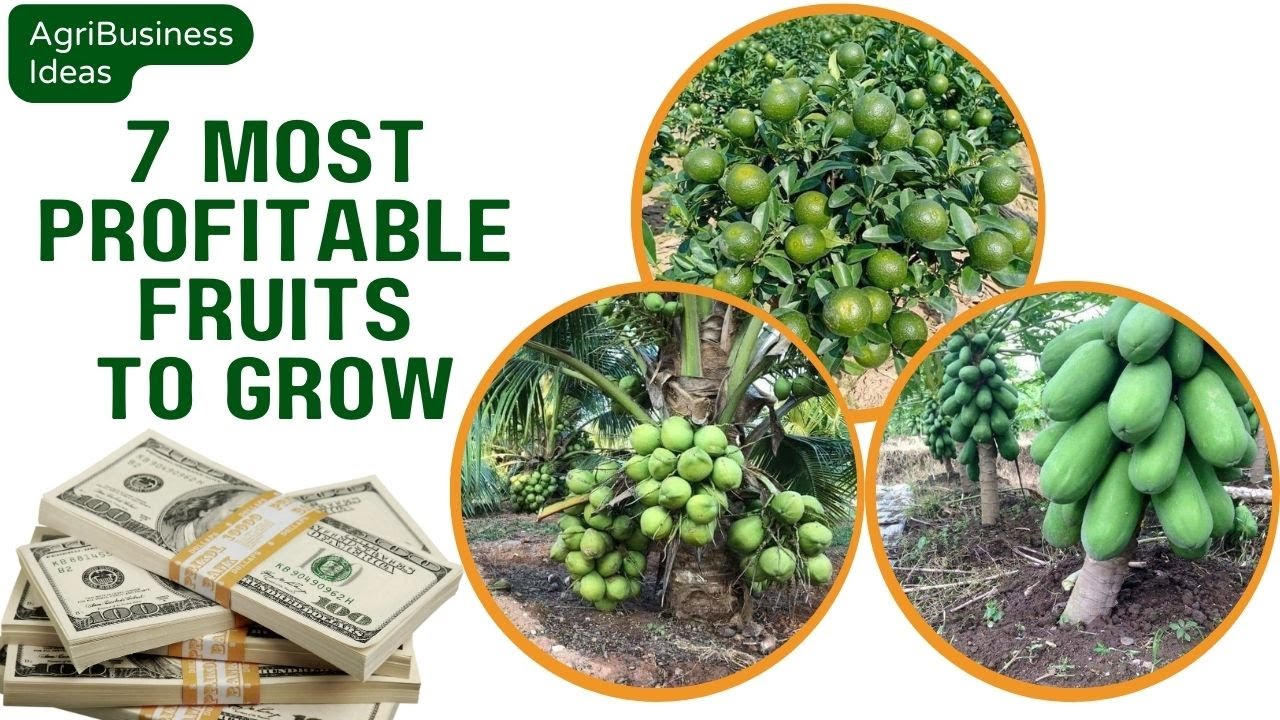 7 Most Profitable Fruit Farming Business Ideas for Small Farmers - YouTube
