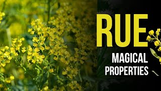 Information Rue Magical Properties Update