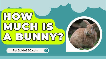 How Much Is A Bunny? - PetGuide360.com