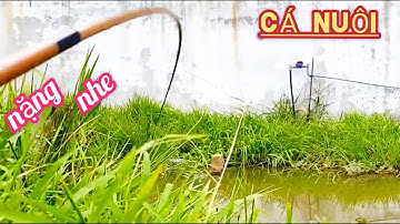 trở lại khu trùm cá thác lác/kỷ niệm câu cá/8/1/2023