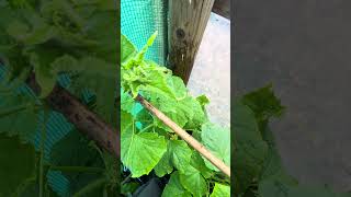 Aphid control 🐞