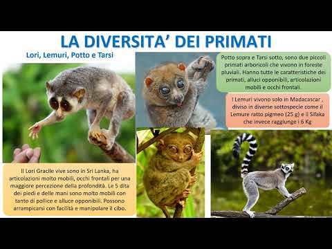 Video: Quali caratteristiche hanno in comune tutti i primati?