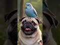 EP - 23  Pastel Wings, Puggy Things | “Pug Meets New Friends”