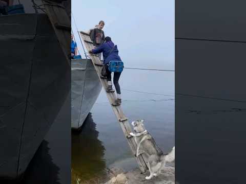 200 IQ Husky Climbs Ladder To Board Boat #shorts