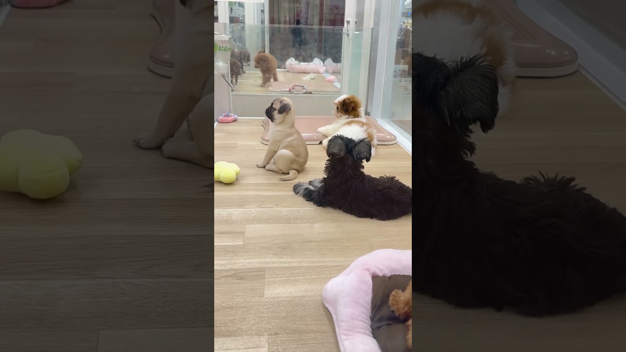 みて？姿勢よく座っているパグちゃん笑 お兄さんが来てるから、みんな