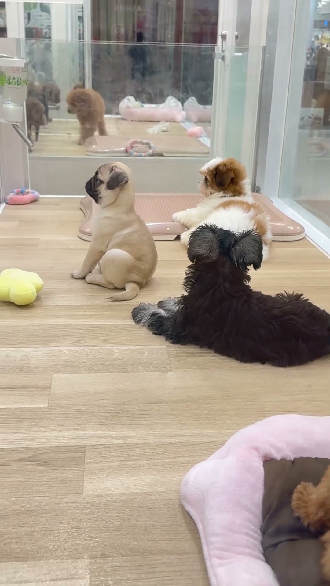 みて？姿勢よく座っているパグちゃん笑 お兄さんが来てるから、みんな