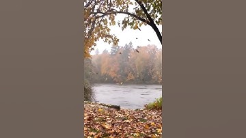 تلاوة خاشعة...عمر الدريويز