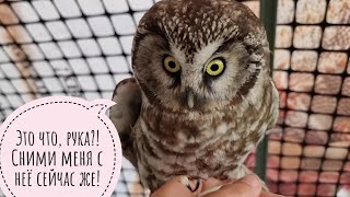 Boreal owl Krosha walks while I clean her house. The owl does not want to return from a walk