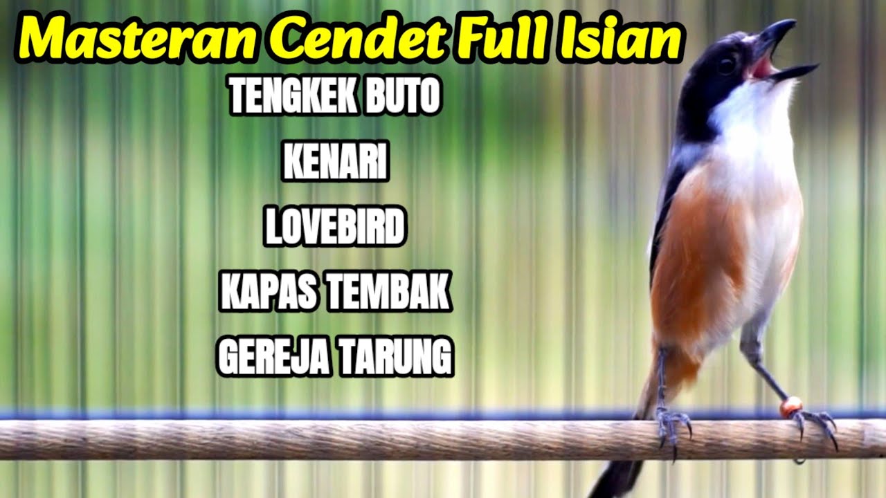SUARA BURUNG CENDET ISIAN TENGKEK BUTO KENARI LOVEBIRD KAPAS TEMBAK GEREJA TARUNG