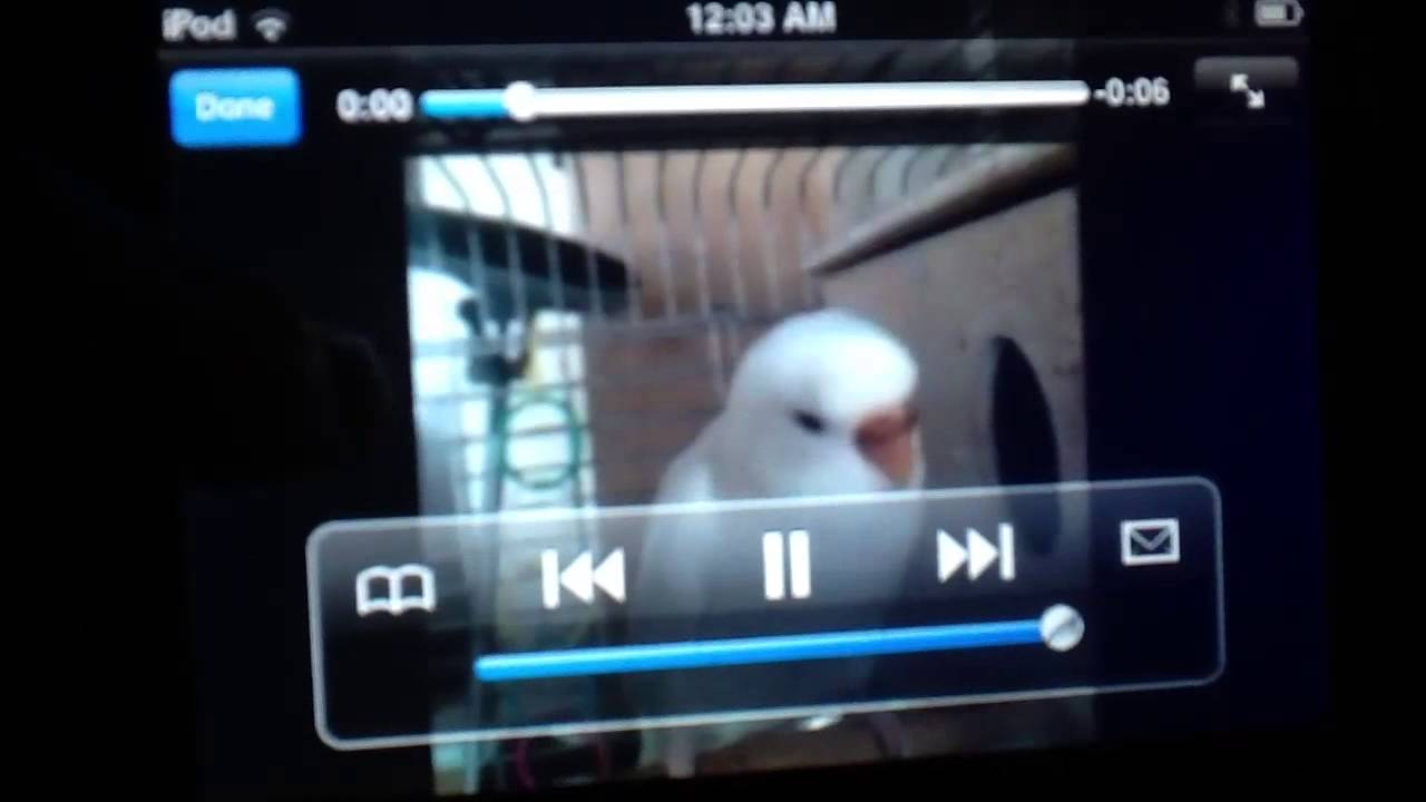 camera iphone 8 plus apk Dramatic Budgie Backwards