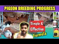 Pigeon breeding progress in winter  my secret breeding formula  pigeon health tips