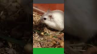 Rat Home-老鼠之家-Sıçan Evi