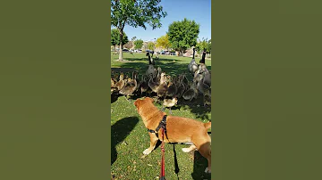 Canada Goose Goslings Baby Geese Attack Shorts 