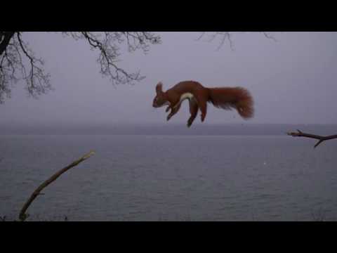 Squirrel jump superslow