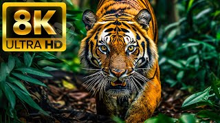 Wild World Colors (60fps) Ultra HD - ด้วยเสียงธรรมชาติ