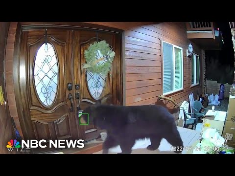 California town facing bear ‘invasion’