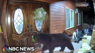 California town facing bear ‘invasion’