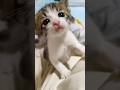 カワイイ声で鳴きながら甘えん坊さんがやって来たよ🐱 #kitten #子ネコ #cat #エウレカねこ部 #猫のいる暮らし #子猫 #animals #保護猫