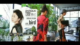 ANTIQUA TREE LIVE feat bird