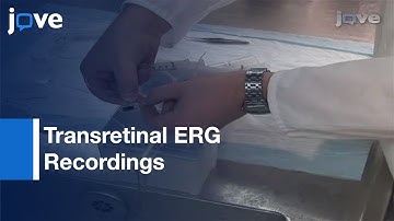 Transretinal ERG Recordings From Mouse Retina: Rod & Cone Photoresponses l Protocol Preview