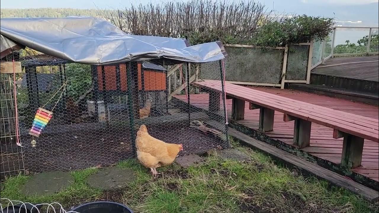 Chickens don't like the wind YouTube