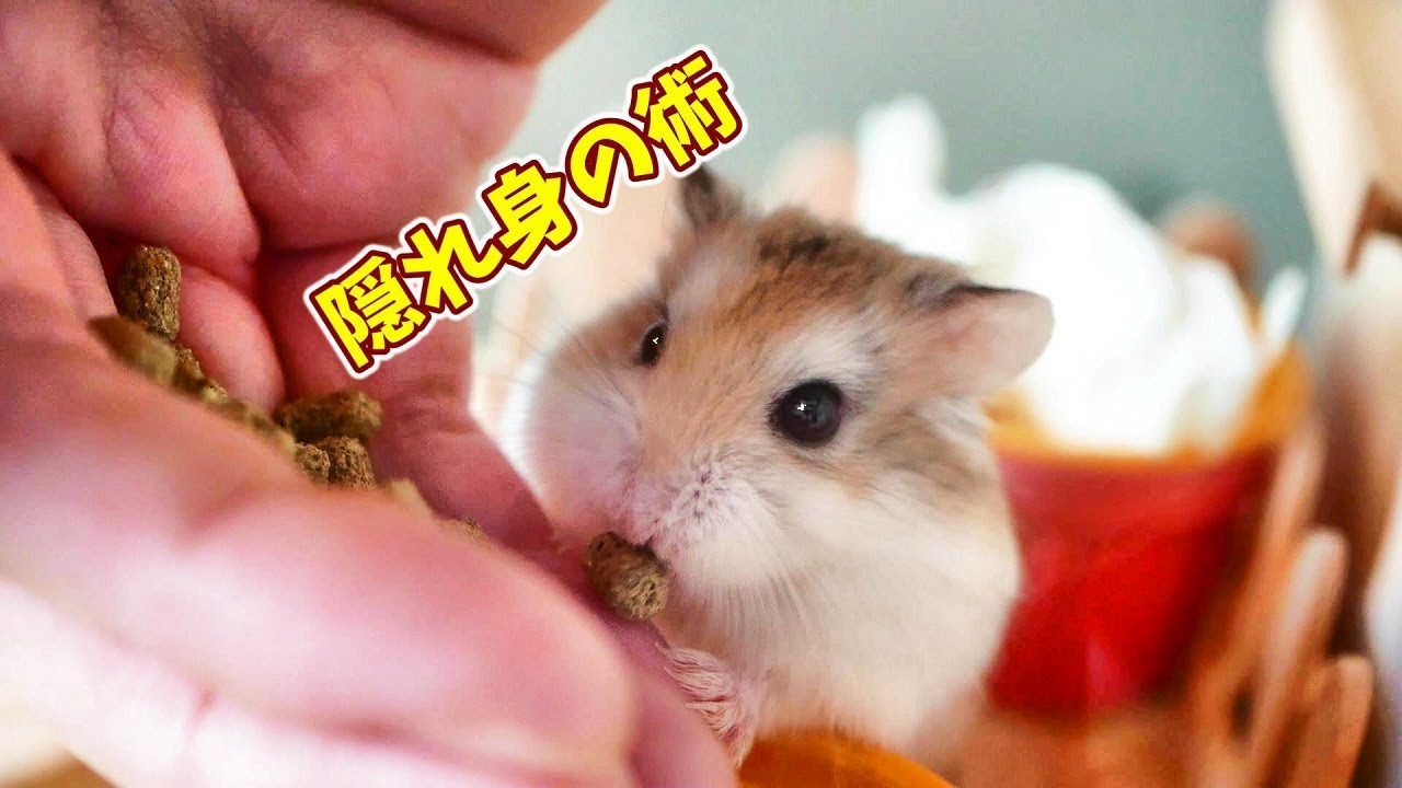 隠れ方が可愛い ハムスターがなつくまで頑張る ビスケをお迎えして51日 Roborovski Hamster Youtube