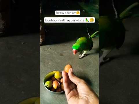 mithu fruit vlogs 🦜🤤🍒#shorts #parrot #birds #food #fruit #vairalvideo #talkingparot @ParrotX2