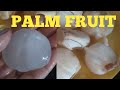 Palm fruittaad fruitgaleli