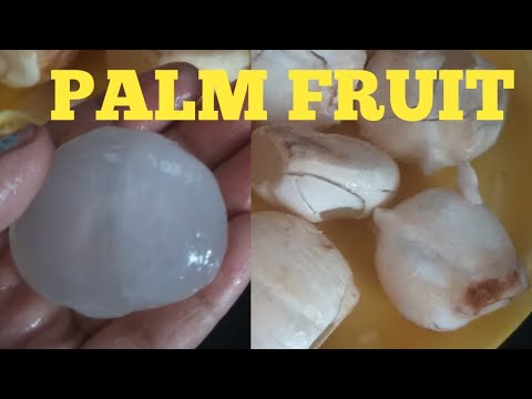 Download Palm fruit.#Taad fruit#Galeli