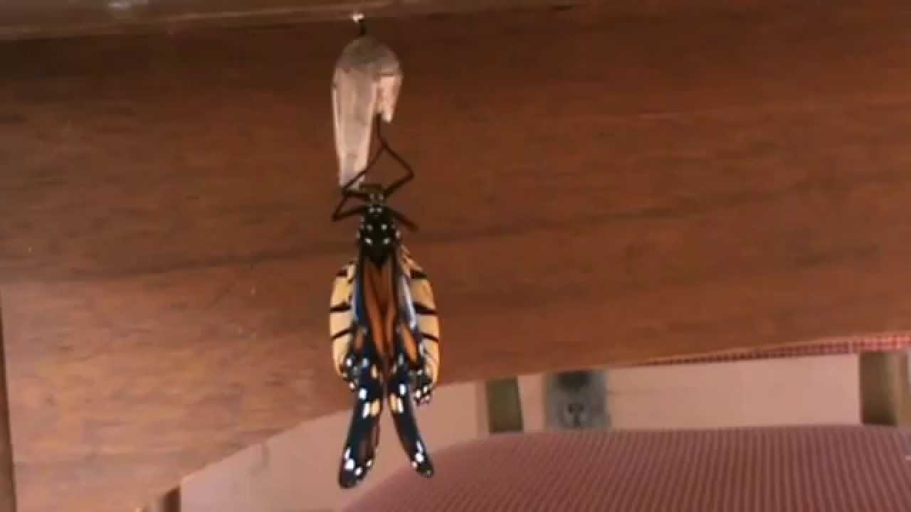 Monarch Butterfly Hatching From Chrysalis in The Woodlands Texas November 2012