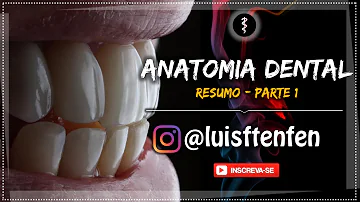 Quais são as partes do dente?